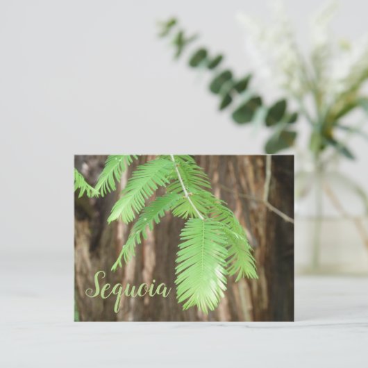 Riesennadel aus Sequoia Postkarte (Stehend Vorderseite)