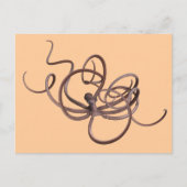 Riesenoctopus Postkarte (Vorderseite)