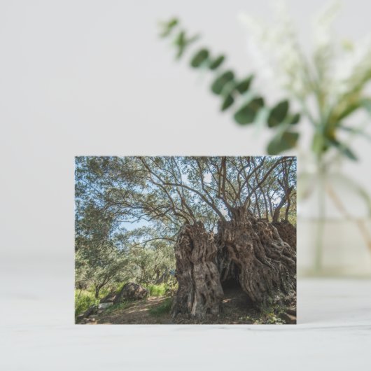 Riesenolivenbaum Zypern Postkarte (Stehend Vorderseite)