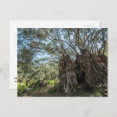 Riesenolivenbaum Zypern Postkarte (Vorne/Hinten)