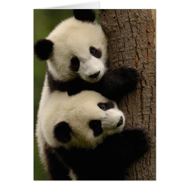 Riesenpanda (Ailuropoda melanoleuca) 2 (Vorne)