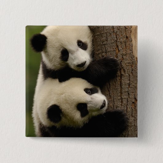Riesenpanda (Ailuropoda melanoleuca) 2 Button (Vorderseite)