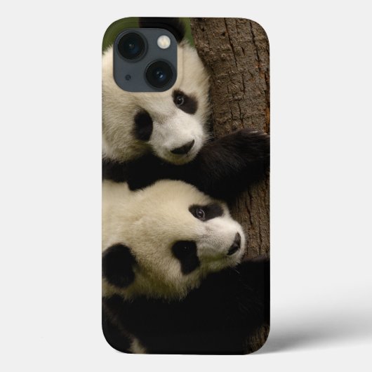 Riesenpanda (Ailuropoda melanoleuca) 2 Case-Mate iPhone Hülle (Rückseite)