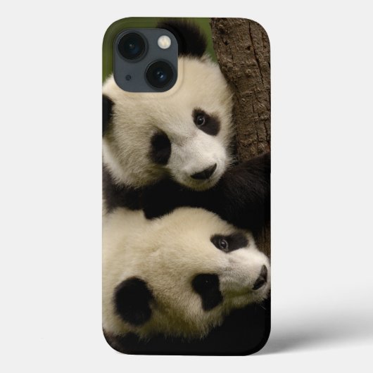 Riesenpanda (Ailuropoda melanoleuca) 2 Case-Mate iPhone Hülle (Rückseite)