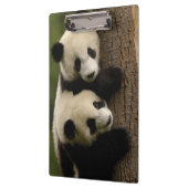 Riesenpanda (Ailuropoda melanoleuca) 2 Klemmbrett (Links)