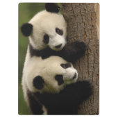 Riesenpanda (Ailuropoda melanoleuca) 2 Klemmbrett (Rückseite)