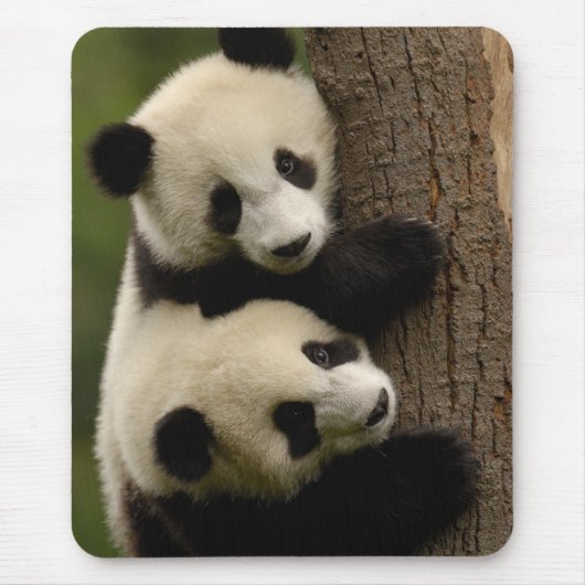 Riesenpanda (Ailuropoda melanoleuca) 2 Mousepad (Vorne)
