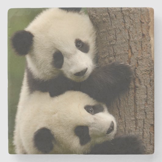 Riesenpanda (Ailuropoda melanoleuca) 2 Steinuntersetzer (Vorderseite)