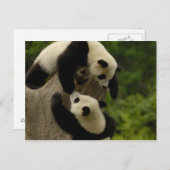 Riesenpanda (Ailuropoda melanoleuca) 5 Postkarte (Vorne/Hinten)