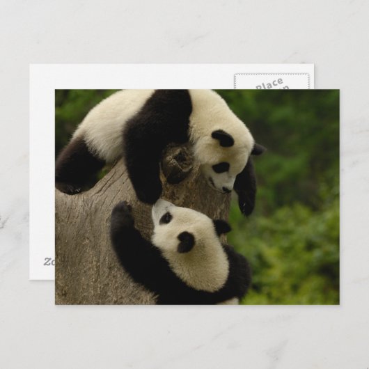 Riesenpanda (Ailuropoda melanoleuca) 5 Postkarte (Vorne/Hinten)