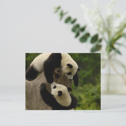 Riesenpanda (Ailuropoda melanoleuca) 5 Postkarte (Stehend Vorderseite)