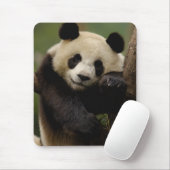 Riesenpanda Ailuropoda melanoleuca) Familie Mousepad (Mit Mouse)