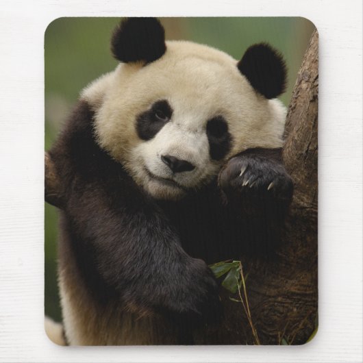Riesenpanda Ailuropoda melanoleuca) Familie Mousepad (Vorne)