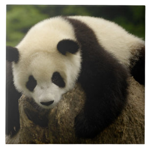 Riesenpanda (Ailuropoda melanoleuca) Fliese