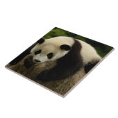 Riesenpanda (Ailuropoda melanoleuca) Fliese (Seite)