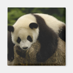 Riesenpanda (Ailuropoda melanoleuca) Magnet