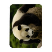 Riesenpanda (Ailuropoda melanoleuca) Magnet (Vertikal)