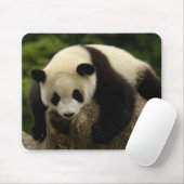Riesenpanda (Ailuropoda melanoleuca) Mousepad (Mit Mouse)