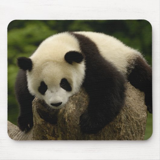 Riesenpanda (Ailuropoda melanoleuca) Mousepad (Vorne)