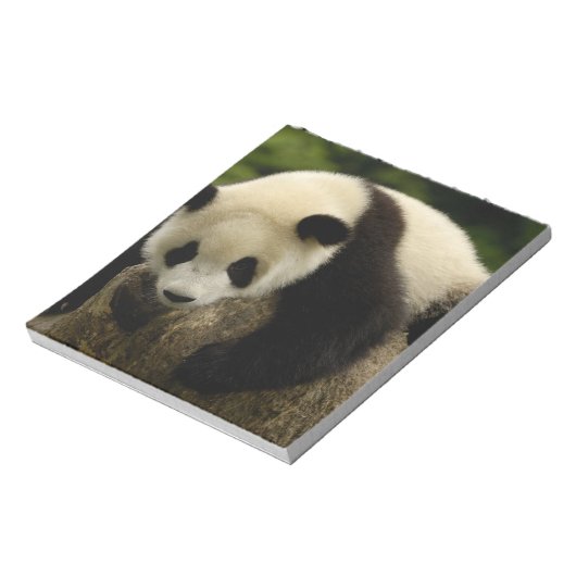 Riesenpanda (Ailuropoda melanoleuca) Notizblock (Rotiert)