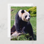 Riesenpanda auf einem Stein Feiertagspostkarte (Vorne/Hinten)