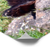 Riesenpanda auf einem Stein Poster (Ecke)