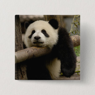 Riesenpanda-Baby Ailuropoda melanoleuca) Button