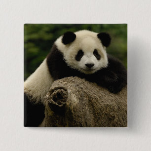 Riesenpanda-Baby Ailuropoda melanoleuca) Button