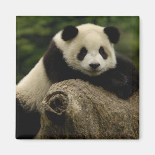 Riesenpanda-Baby (Ailuropoda melanoleuca) Magnet
