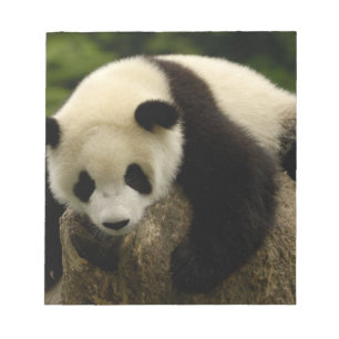 Riesenpanda-Baby (Ailuropoda melanoleuca) Notizblock