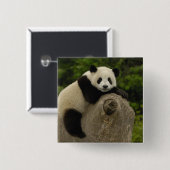 Riesenpanda-Baby Button (Vorne & Hinten)