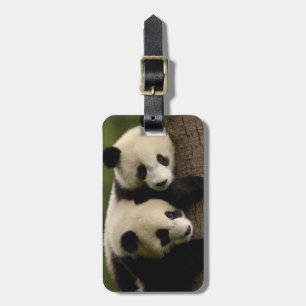 Riesenpanda-Babys (Ailuropoda melanoleuca) 2 Gepäckanhänger