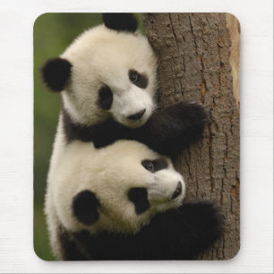 Riesenpanda-Babys (Ailuropoda melanoleuca) 2 Mousepad