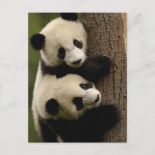 Riesenpanda-Babys (Ailuropoda melanoleuca) 2 Postkarte