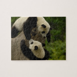 Riesenpanda-Babys (Ailuropoda melanoleuca) 5 Puzzle