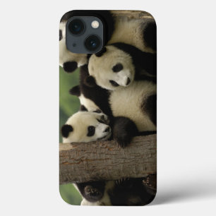 Riesenpanda-Babys Ailuropoda melanoleuca) Case-Mate iPhone Hülle