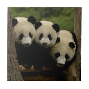 Riesenpanda-Babys Ailuropoda melanoleuca) Fliese