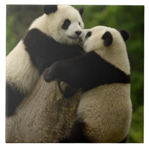 Riesenpanda-Babys (Ailuropoda melanoleuca) Fliese