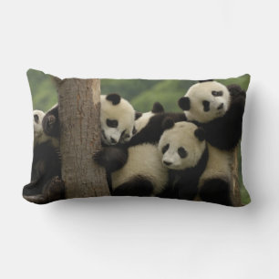 Riesenpanda-Babys Ailuropoda melanoleuca) Lendenkissen