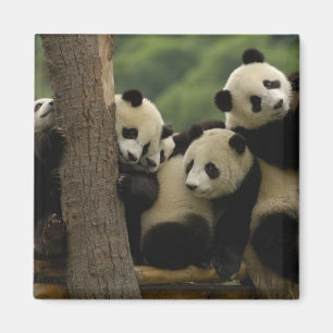 Riesenpanda-Babys Ailuropoda melanoleuca) Magnet