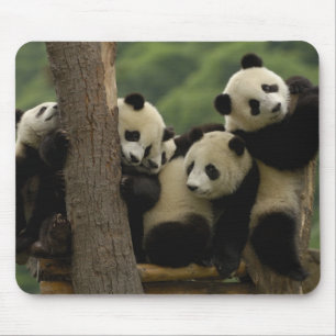 Riesenpanda-Babys Ailuropoda melanoleuca) Mousepad