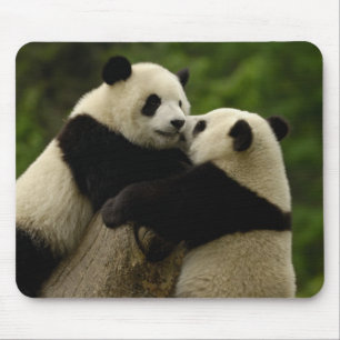 Riesenpanda-Babys (Ailuropoda melanoleuca) Mousepad