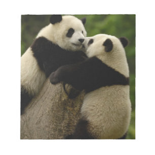 Riesenpanda-Babys (Ailuropoda melanoleuca) Notizblock