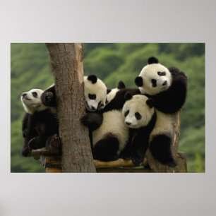 Riesenpanda-Babys Ailuropoda melanoleuca) Poster