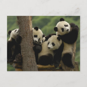 Riesenpanda-Babys Ailuropoda melanoleuca) Postkarte