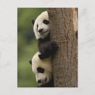 Riesenpanda-Babys Ailuropoda melanoleuca) Postkarte