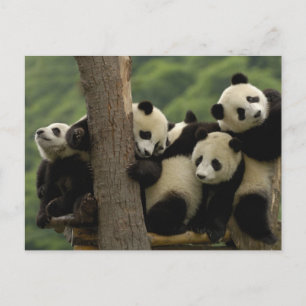Riesenpanda-Babys Ailuropoda melanoleuca) Postkarte