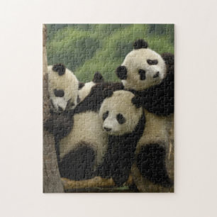 Riesenpanda-Babys Ailuropoda melanoleuca) Puzzle