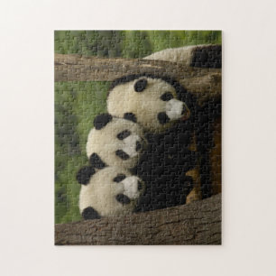 Riesenpanda-Babys Ailuropoda melanoleuca) Puzzle