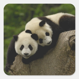 Riesenpanda-Babys Ailuropoda melanoleuca) Quadratischer Aufkleber